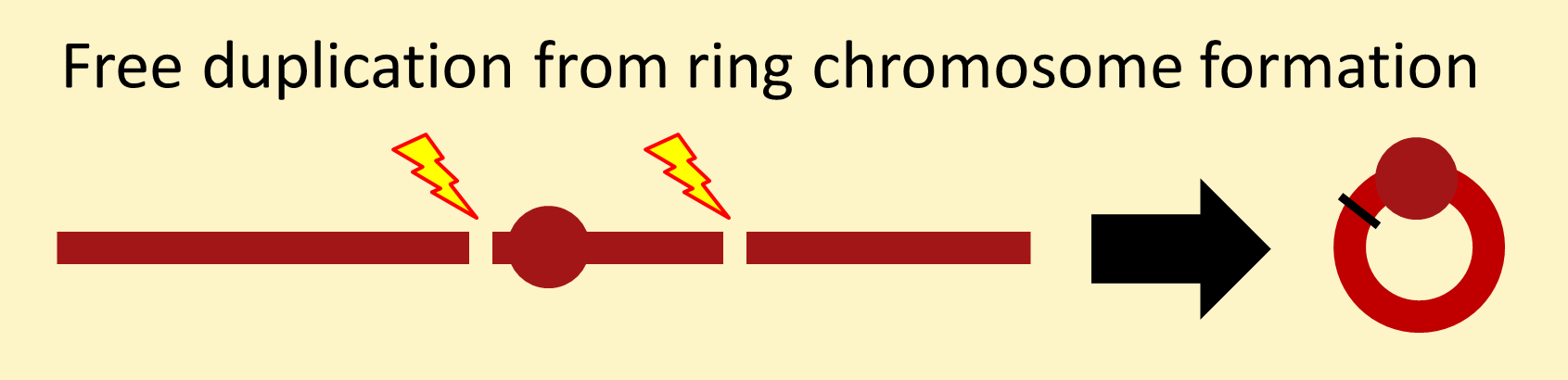 Ring foirmation