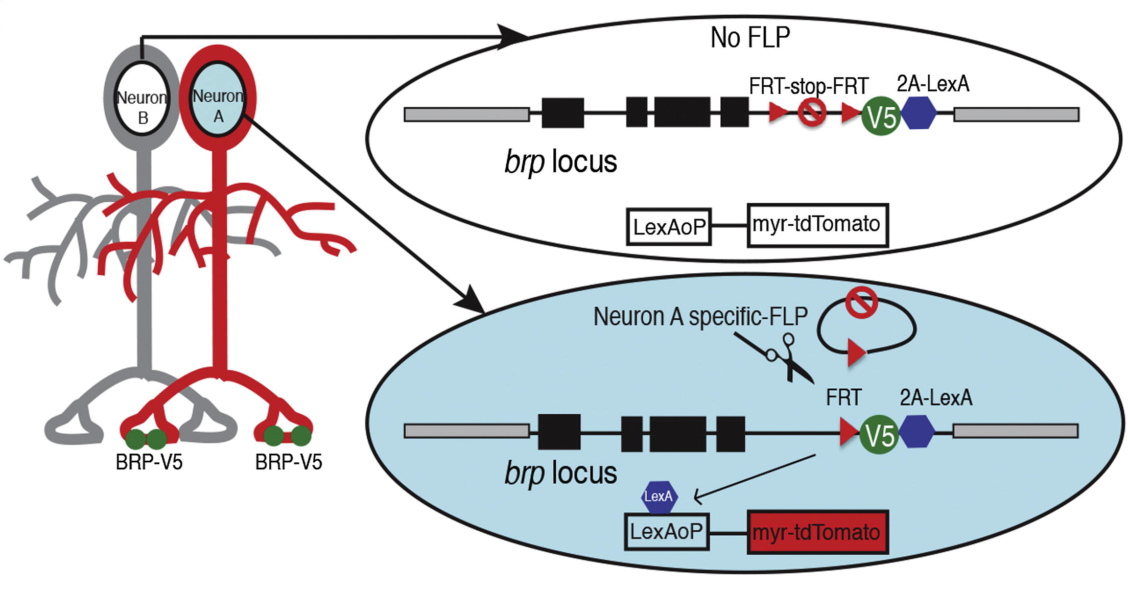 Figure of STaR presynaptic marking from Chen et al. (2013), Cell-type-Specific Labeling of Synapses In Vivo through Synaptic Tagging with Recombination. Neuron 81: 280–293.
