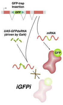iGFPi illustration originating in Jose Pastor-Pareja and Tian Xu (2011), Shaping Cells and Organs in Drosophila by Opposing Roles of Fat Body-Secreted Collagen IV and Perlecan. Dev. Cell 21(2): 245--256