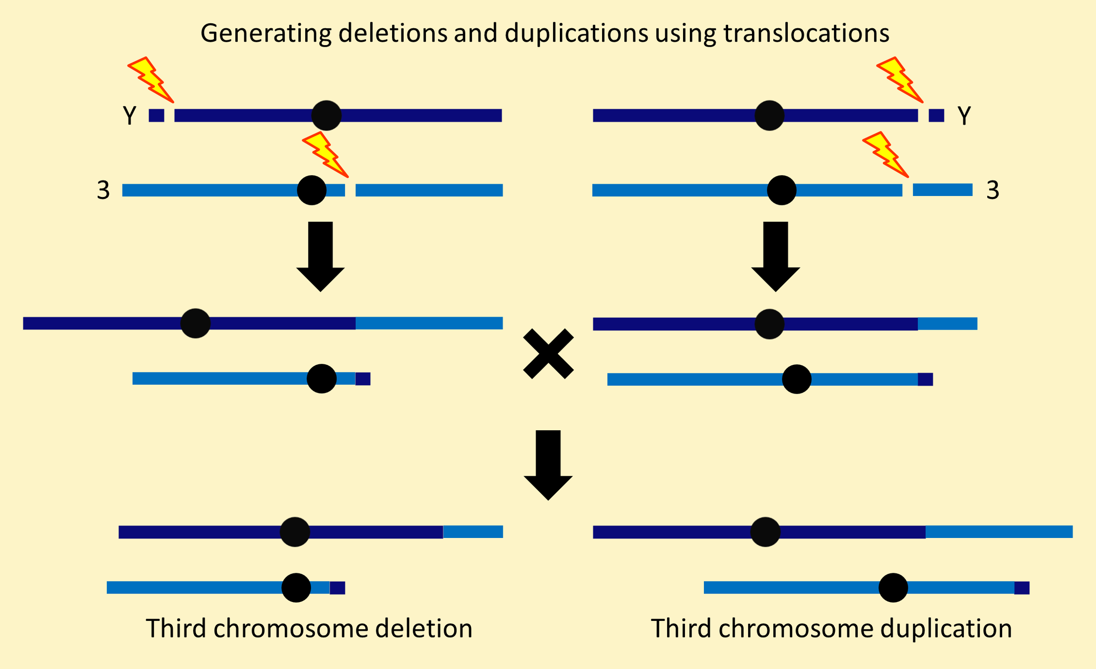 Third chromosome deletion / duplication