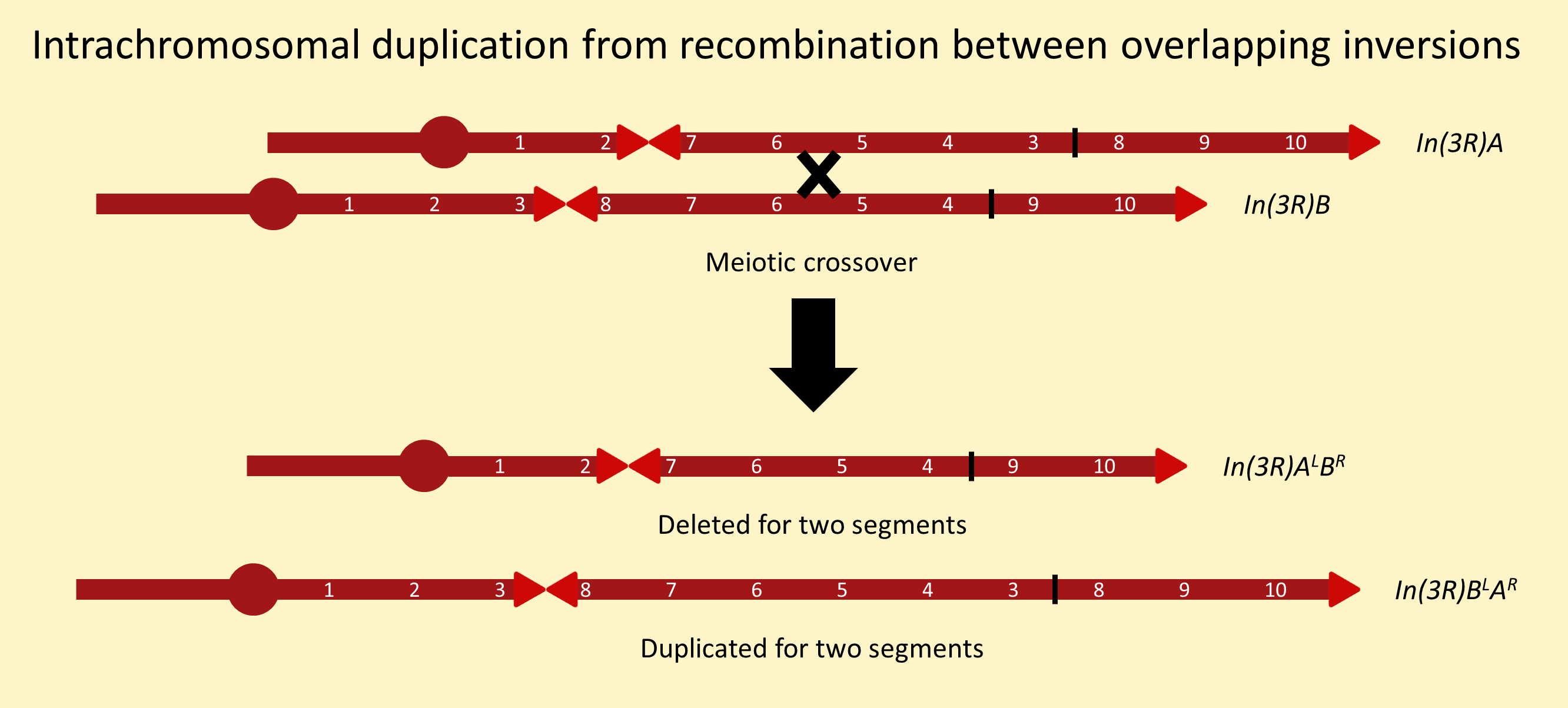 Recombination between overlapping inversions