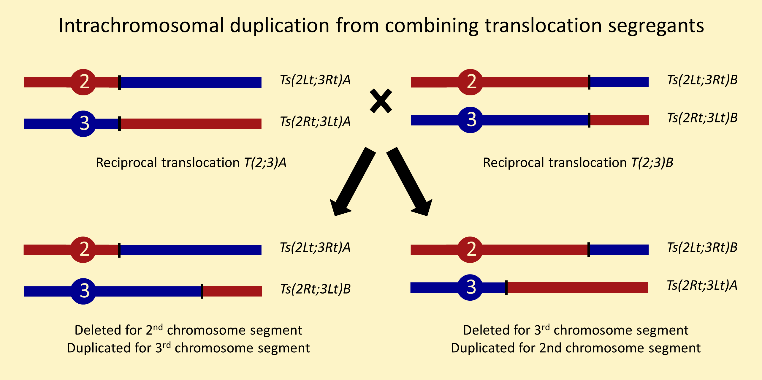 Combining translocation segregants