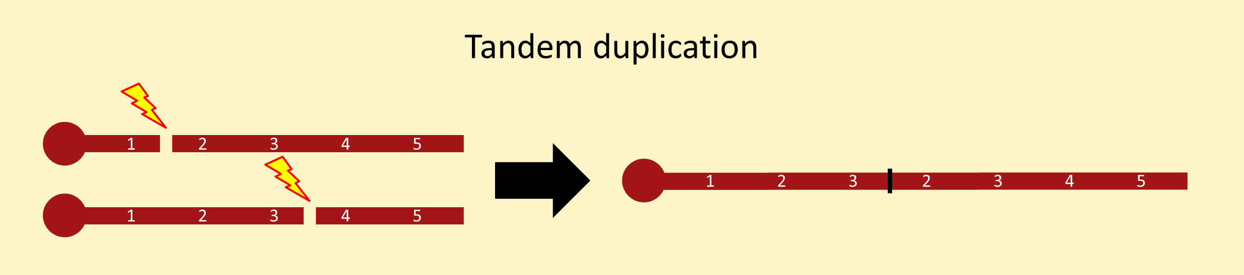 Tandem duplication