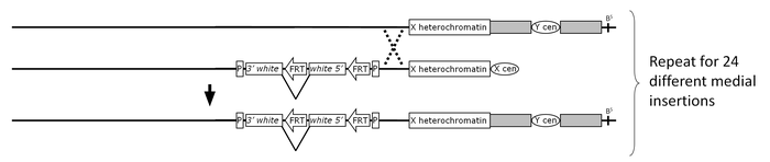 Recombining medial FRT-bearing P insertions onto an attached-XY chromosome