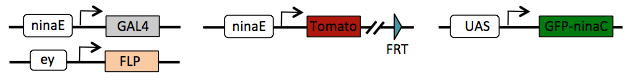 Tomato/GFP-FLP/FRT