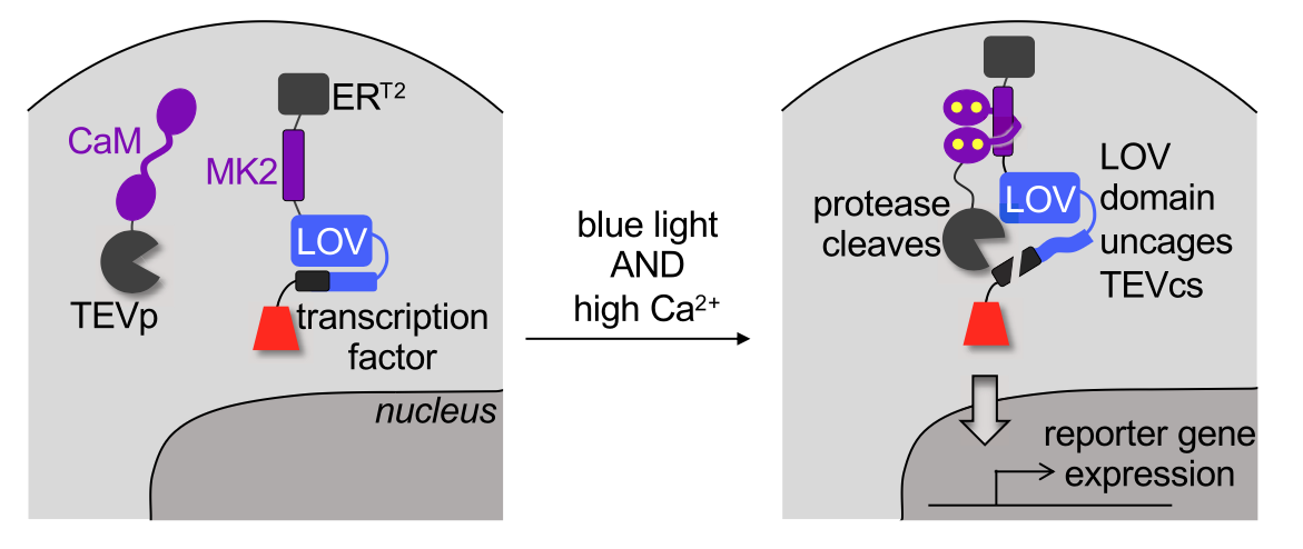cytoFLARE schematic.