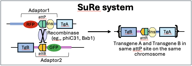 schematic for recombining two insertions onto the same chromosome via attP/attB sites using the SuRe system